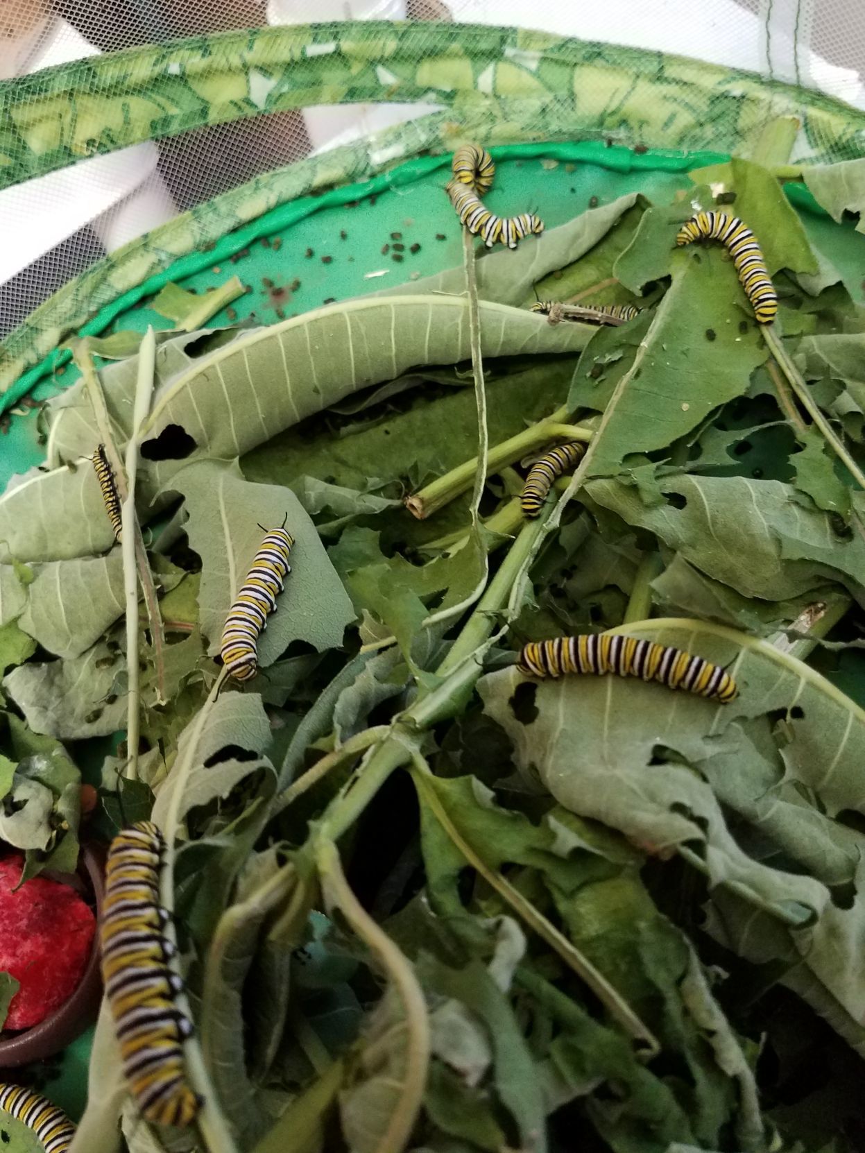 Monarch nursery